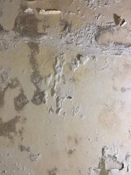 Best Emergency Mold Removal  in Evergreen, AL