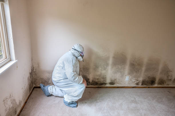 Best Certified Mold Removal  in Evergreen, AL
