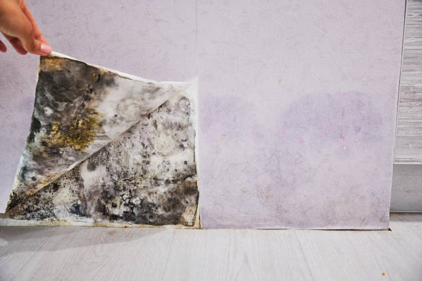 Best Black Mold Removal  in Evergreen, AL